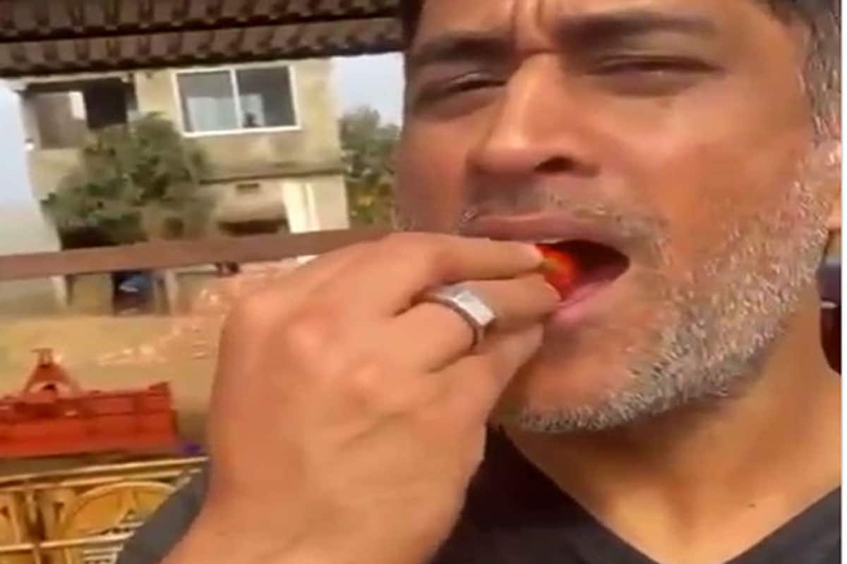 अपने खेत का स्ट्रॉबेरी खाते क्रिकेटर महेन्द्र सिंह धोनी