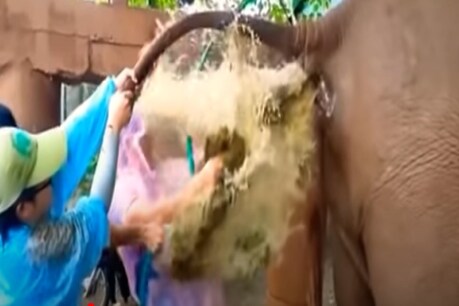 वीडियो हो रहा है वायरल. (Pic- Youtube)