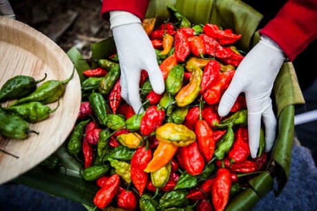 सामान्य मिर्च की तुलना में भूत झोलकिया (Ghost Chilli) 400 गुना ज्यादा तीखी होती है. इसके पौधों की ऊंचाई 45 से 120 सेंटीमीटर तक होती है.