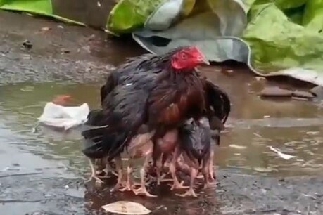 फोटो सौ. (ट्विटर- SudhaRamenIFS)