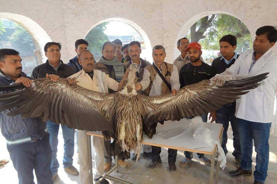  कभी खूंखार डकैतों की पनाहगार रही उत्तर प्रदेश (Uttar Pradesh) के इटावा (Etawah) से जुड़ी चंबल घाटी (Chambal Ravine) अब हिमालयन गिद्धों (Himalyan Vulture) का नया बसेरा बन रही है. हम ऐसा इसलिए कह रहे हैं क्योंकि करीब चार सालों में यहां हिमायलन गिद्धों तादाद में कई गुना इजाफा हुआ है. इटावा के प्रभागीय वन निदेशक राजेश कुमार वर्मा ने न्यूज 18 को बताया कि 15 जनवरी को गिद्धों की गणना के दौरान इटावा जिले के विभिन्न हिस्सों में हिमायलन गिद्धों की मौजूदगी भारी संख्या में देखी गई है. यह सुखद समाचार है क्योंकि ये लुप्तप्राय जीवों में शामिल है.