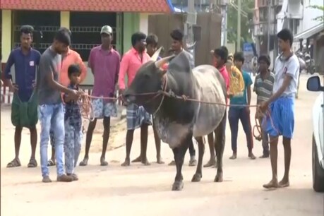 जल्लीकट्टू में भाग लेने वाले सांडों की एक विशेष प्रजाति होती है.