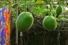 PHOTOS: इस गांव के सैकड़ों घरों में मौजूद है किचन गार्डन, बूंद-बूंद पानी बचाकर महिलाएं आंगन में उगा रहीं सब्जियां