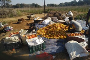 दुबई के शेख और अमीर भी खाएंगे MS धोनी के खेतों की सब्जी! देखिए Photos