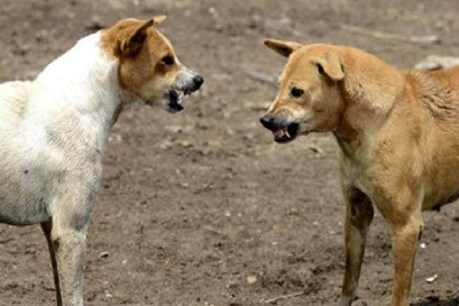 जबलपुर में डेढ़ साल की मासूम को कुत्तों ने नोच डाला. (file)