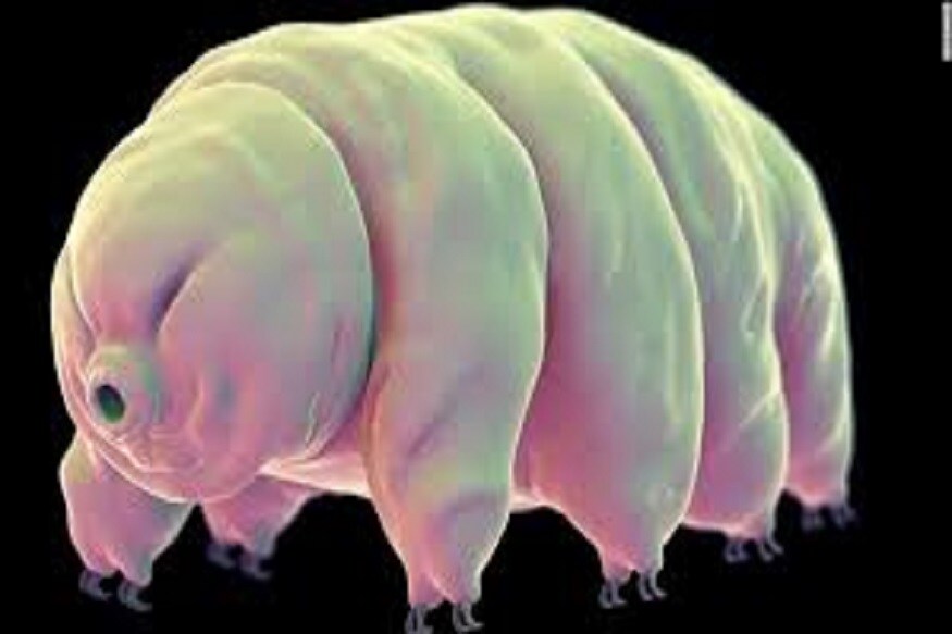 tardigrade