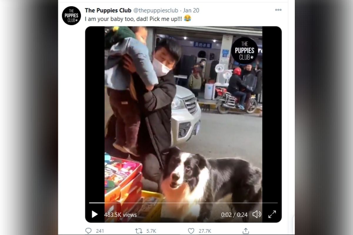 dog