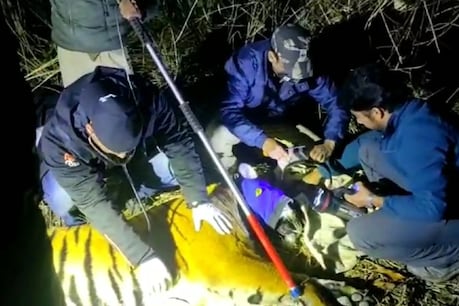 ट्रैंक्यूलाइज किए जाने के बाद बाघ की सेहत जांचते डॉक्टर.