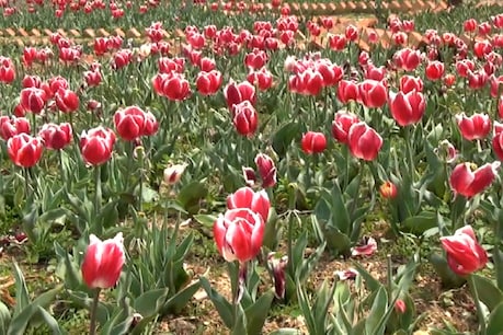 Tulip Gordon also has plans to operate on a community basis.