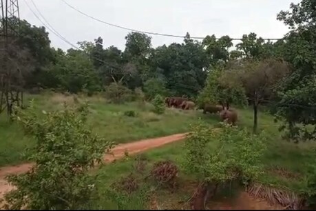ये हाथी 5 साल से सीधी में घुस आते हैं.