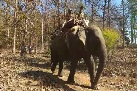 घायल बाघ को इलाज के लिए वन विहार भोपाल भेज दिया गया है. हाथी पर बैठे बाघ को तलाशते वन विभाग के कर्मचारी.