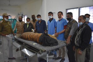 PHOTOS : आदमखोर बाघ के सिर-पैर में फ्रैक्चर, आज हुआ अल्ट्रासाउंड - अब होगा ऑपरेशन