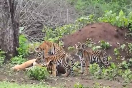 बाघ पुनर्स्थापना प्रोग्राम के तहत बाघों की आबादी बढ़ी है.