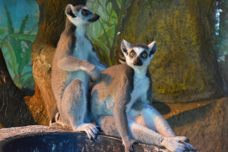  साइंसडेली की रिपोर्ट में ड्यूक यूनिवर्सिटी की प्रोफेसर क्रिस्टीन ड्रेया की लैब में एसोसिएट और इस अध्ययन के प्रमुख लेखक निकोलस कहना है कि लैमूर (Lemur) या अन्य प्रजातियों (Species) का लंबे समय तक साथ रहना एक असामान्य करार होता है. इससे सवाल उठता है कि कुछ प्रजातियों में जीवविज्ञान के तौर पर ऐसा क्या खास होता है जो ये जीव लंबे समय के लिए संबंध बनाते हैं. कुतरने वाले जीवों (Rodents) पर हुए पिछले तीस साल के अध्ययन बताते हैं कि संसर्ग के समय दो हारमोन (Hormones) निकलते हैं ऑक्सीटोसिन और वासोप्रेसिन. इससे पता चलता है कि लंबे प्रेम का संबंध इससे है कि ये दिमाग (Brain) में कैसी क्रियाएं करते हैं. (प्रतीकात्मक तस्वीर: shutterstock)