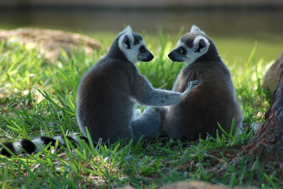  शोधकर्ताओं ने लैमूर (Lemurs) और वोल्स (Voles) सहित अन्य जीवों में हार्मोन रिसेप्टर (Hormone Receptor) के वितरण और घनत्व में उल्लेखनीय अंतर पाया. यानि हारमोन लैमूर के दिमाग (Brains) में अलग अलग जगह काम कर रहे थे. इसका मतलब उनका असर भी अलग हो सकता था. शोधकर्ताओं ने लैमूर की प्रजातियों में ही ऐसे अंतर को देखा. शोधकर्ताओं का मानना है कि ऑक्सीटोसिमन वोल्स में भले ही प्रेम समर्पण का काम करता हो, लेकिन ऐसा ही प्रभाव लैमूर और इंसानों पर भी कुछ हद तक हो सकता है. (प्रतीकात्मक तस्वीर: shutterstock)