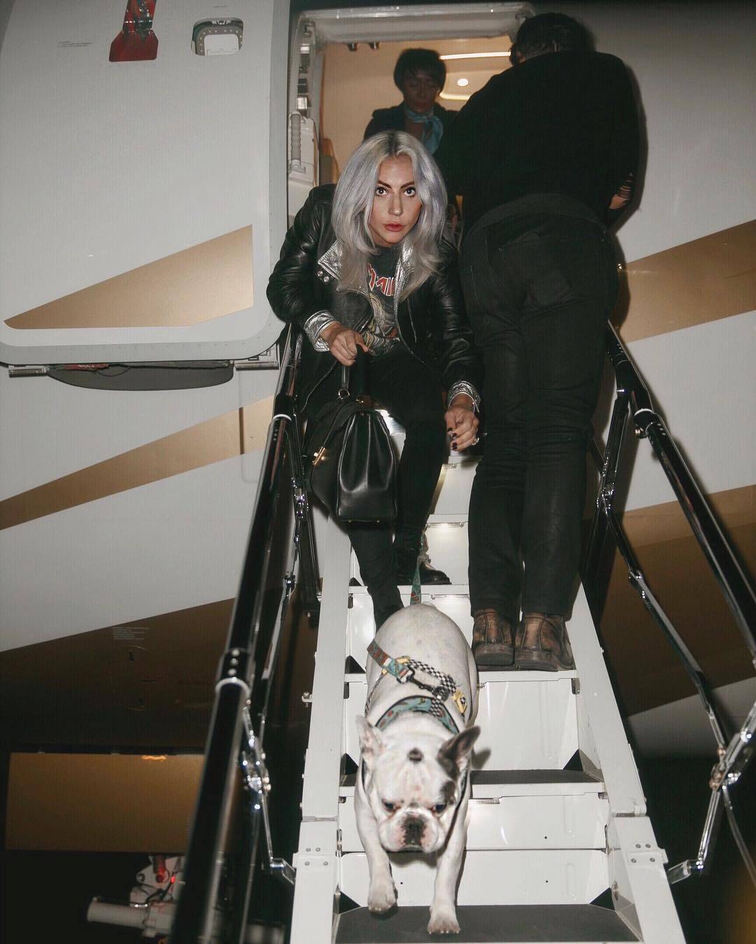Lady Gaga, Dog, Crore, Lady Gaga 2 Bulldogs