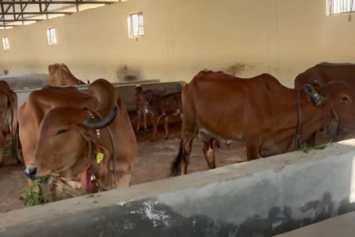 Shree Devnarayan Gir dairy products - Dairy Farm in Ajmer