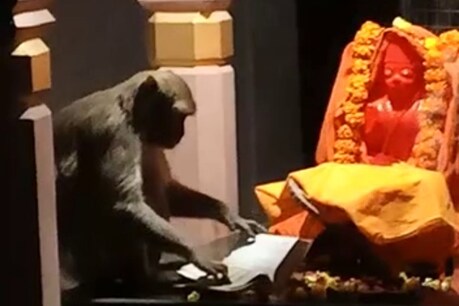 रामायण की किताब पढ़ने बंदर पहुंचा मंदिर