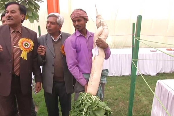 आगरा के किसान ने उगाई 15-15 किलो की भीमकाय मूली, देखें तस्वीरें