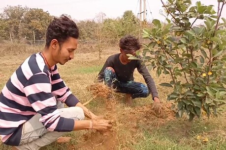 टिंकू महतो को देखकर अब उसके दोस्तों ने भी सेब की खेती शुरू की है.