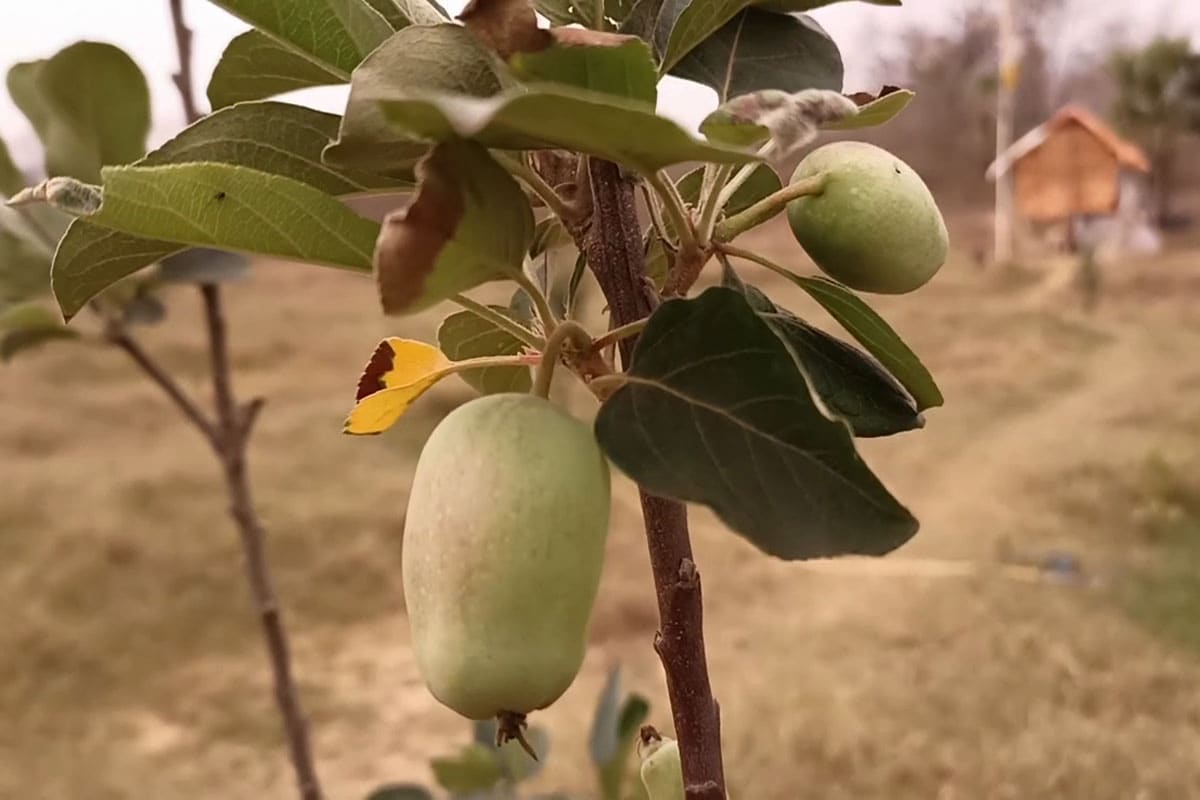 झारखंड में कश्मीरी सेब की खेती