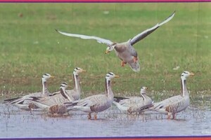 PHOTOS: मेरठ के हस्तिनापुर वन सेंच्युरी में मनाया गया चिड़ियों का अनोखा त्योहार, मनमोहक दृश्य देखकर बच्चे हुए खुश