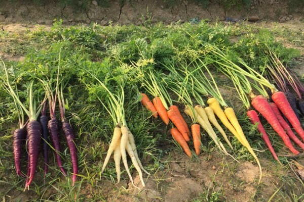 Photos: बनारस की सतरंगी गाजरें देखकर हो जाएंगे हैरान, रेड वाइन का स्वाद देता है जूस