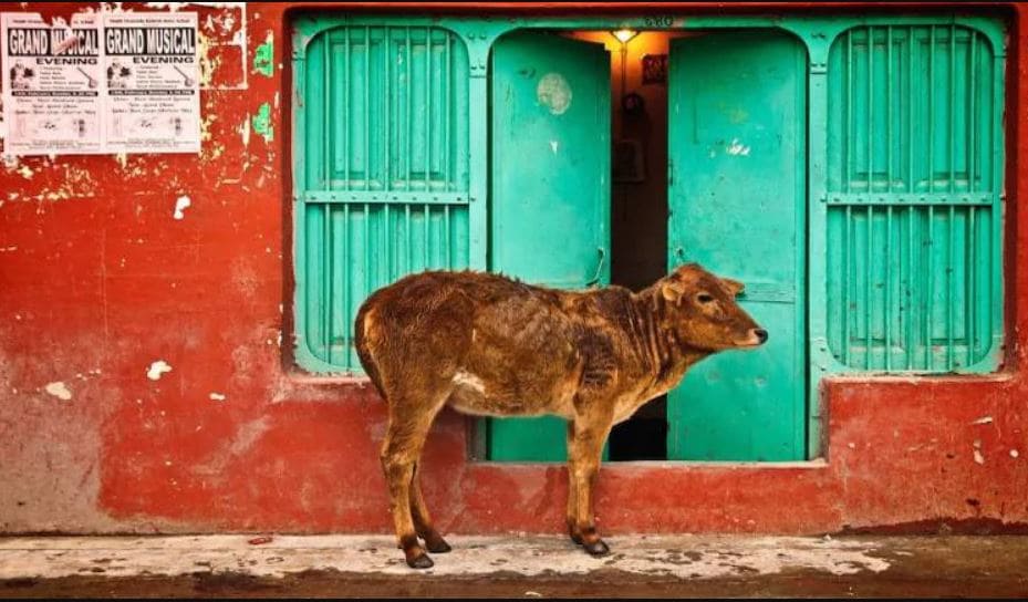 cow science exam, essay on cow, cow essay, cow breed, scientific facts of cow, गाय विज्ञान परीक्षा, गाय पर निबंध, गाय का निबंध, गाय की नस्ल