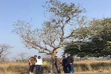 PHOTOS: दुधवा टाइगर रिजर्व की अनोखी पहचान गुदगुदी वाला पेड़