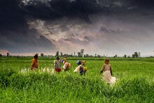 क्या है e-NAM जिसका जिक्र निर्मला सीतारमण ने किया, धड़ाधड़ जुड़ रहे किसान