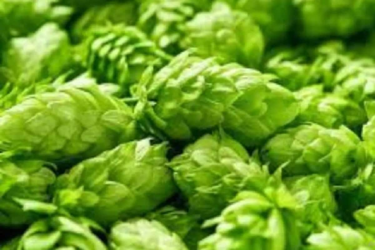 Hops field Stock Photos, Royalty Free Hops field Images | Depositphotos
