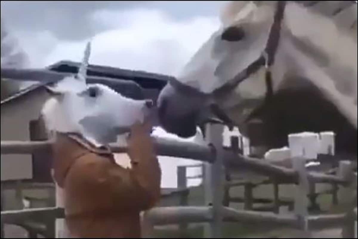 news18, horse in india