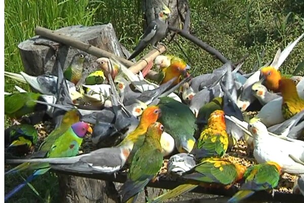 अब इंदौर में देखिए उन Birds की मस्ती, जिसे देखने आप थाईलैंड और सिंगापुर जाते हैं