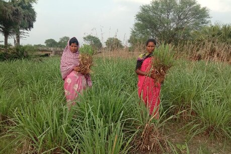 गुनी गांव की महिलाएं लेमन ग्रास की खेती कर ना केवल आर्थिक रूप से मजबूत हो रही है, बल्कि रोजगार के अवसर भी पैदा कर रही है.