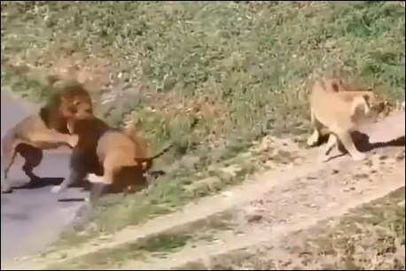 फोटो सौ. (ट्विटर- @afaf66551)