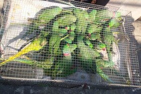 धनबाद पुलिस की एक चूक ने ले ली 33 तोतों की जान! दाना-पानी के अभाव में तोड़ा दम