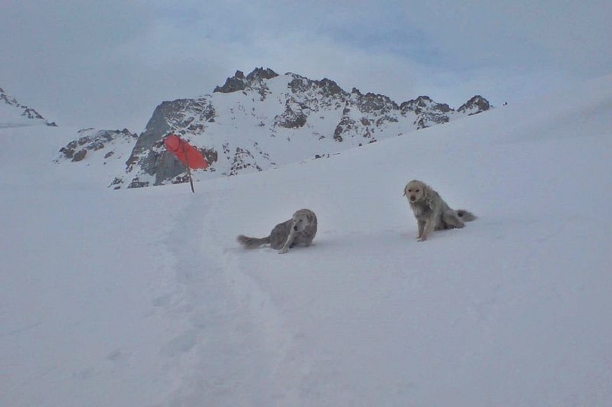 siachen glacier indian army
