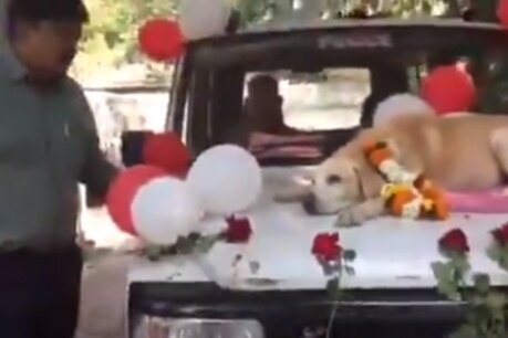 मंगलवार को लेब्राडोर स्पाइक 11 साल की उम्र में नाशिक पुलिस विभाग से रिटायर हो गया है. (फोटो: ANI/Twitter)