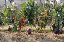 तस्वीरें देखकर आप चौंक जाएंगे, एक ही पौधे में आलू संग टमाटर और टमाटर के साथ बैंगन