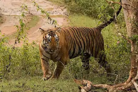 मनुष्यों और वन्य जीवों के बीच टकराव की स्थिति में इंसान का अधिक नुकसान होता है.