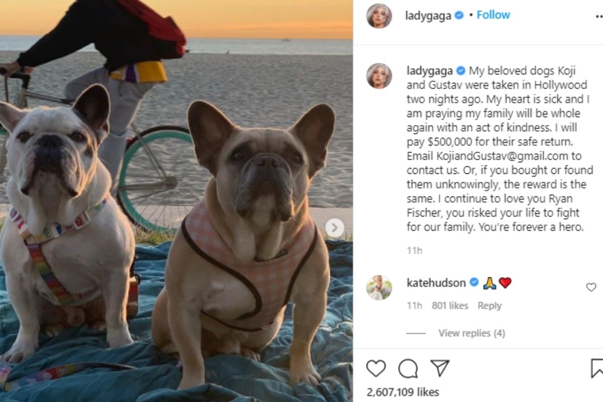 Lady Gaga, Lady Gaga dogs recovered safely, Bulldogs, Dog, Crore, Lady Gaga 2 Bulldogs, 3 Crore, लेडी गागा, लेडी गागा के कुत्ते