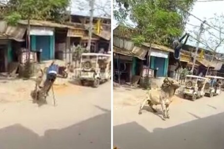 बरेली में इन दिनों सांड का आतंक मचा हुआ है. शहर में घूम रहे आवारा पशुओं की वजह से लोगों की जान सांसत में पड़ी रहती है.