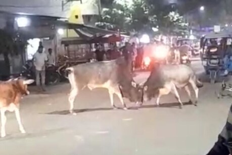 बैलों की लड़ाई.