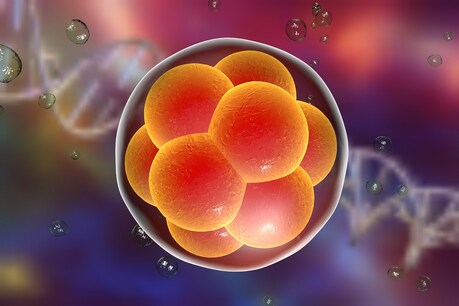 मानव भ्रूण(Human Embryo) पर इस तरह का शोध पहली बार किया गया है. (प्रतीकात्मक तस्वीर: shutterstock)