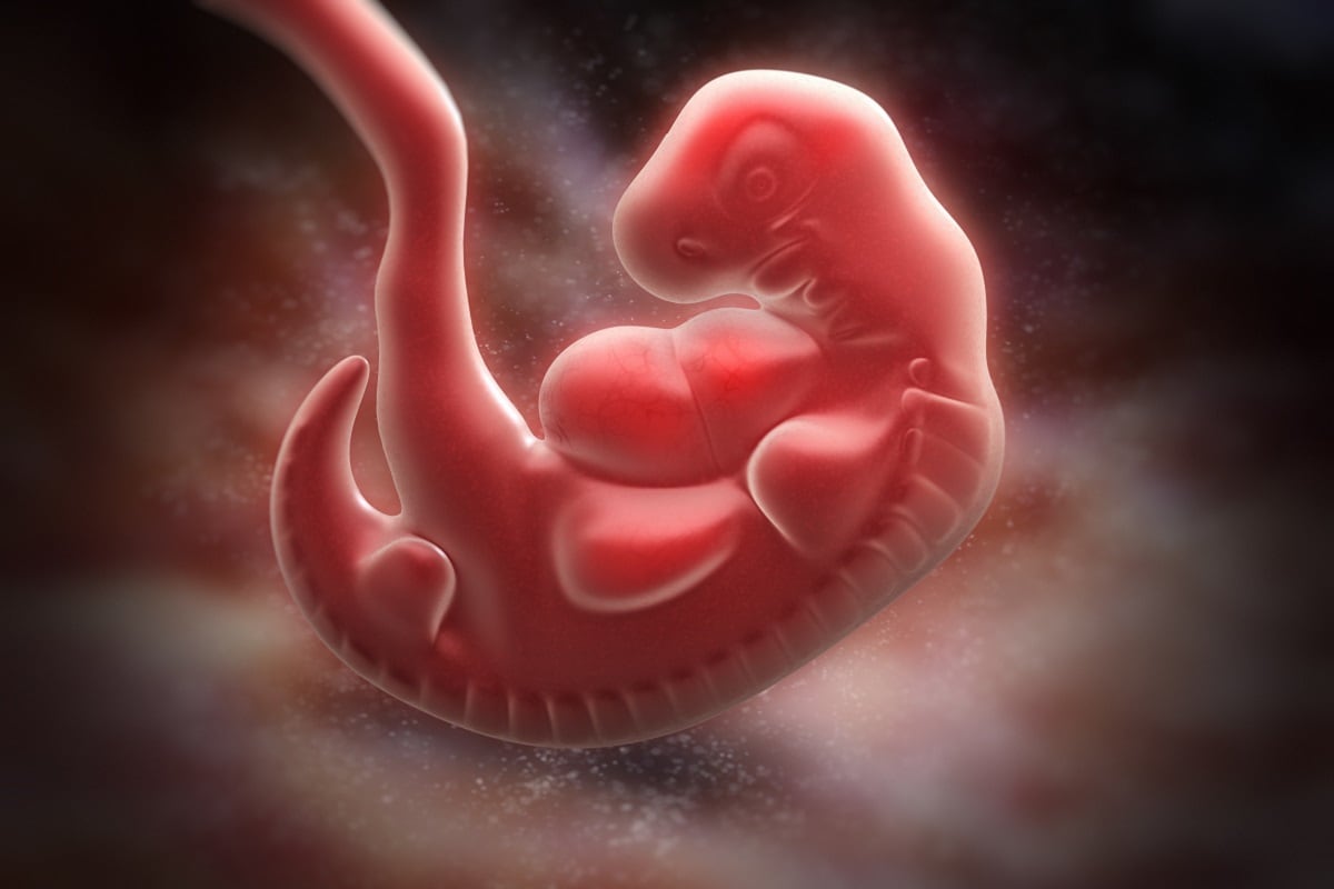 Medical Science, Human Embryo, Fertilization, Stem cells, Skin Cells, Science, Ethics, Ethical Questions,
