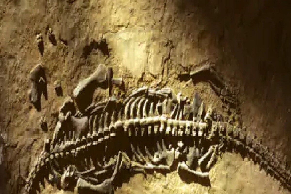 , Environment, History, Dinosaur, Shark, Fossil, Fins, Eagle Shark
