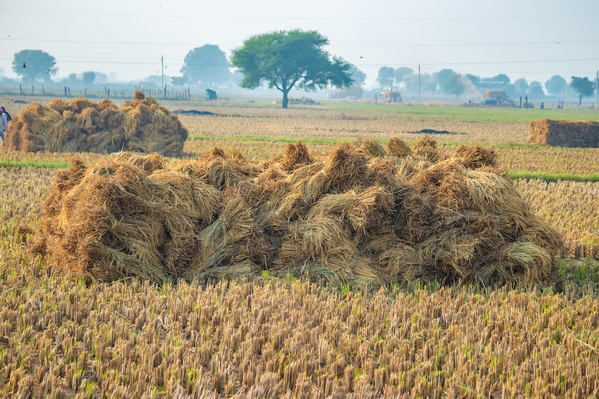 Rice, Norman Borlaug, Green Revolution, India, agriculture, Nobel Prize, Padma vibhushan, Wheat, paddy