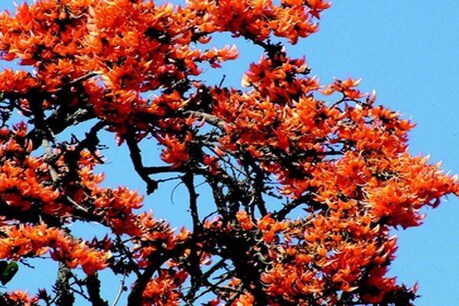 होली आते ही झारखंड के जंगलों में पलाश के फूल खिलने लगते हैं.