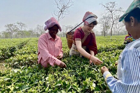 असम के विश्वनाथ में साधारू चाय बागान में महिला श्रमिक के साथ चाय की पत्तियों को तोड़तीं प्रियंका गांधी वाड्रा.(PriyankaGandhi Twitter/2 March 2021