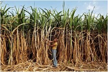 UP News: गन्ना तुलने में हो रही देरी ने बढ़ाई पश्चिमी यूपी के किसानों की टेंशन